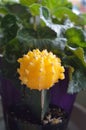 Yellow mini cactus Gymnocalycium mihanovichii friedrichii